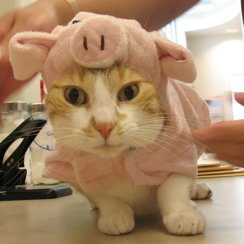 Cat in pig shaped clothing
